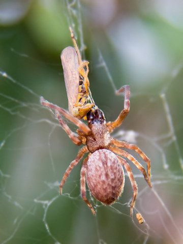 Brown House Spider (Badumna longinqua) (Badumna longinqua)